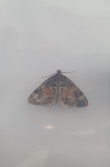 Dysstroma truncata