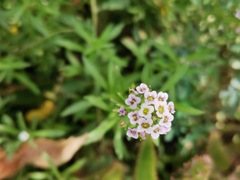 Lobularia
