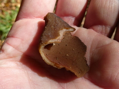 Phylloscypha phyllogena