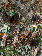 Phylloscypha phyllogena