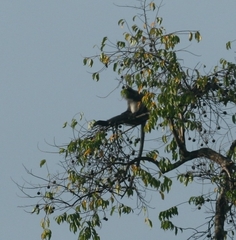 Trachypithecus cristatus