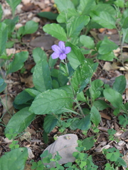 Ruellia nudiflora
