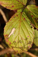 Coptotriche marginea