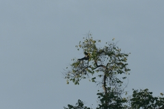 Trachypithecus cristatus