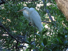 Ardea herodias occidentalis