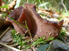 Phylloscypha phyllogena