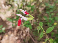 Salvia microphylla microphylla