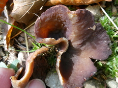 Phylloscypha phyllogena