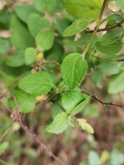 Salvia microphylla microphylla