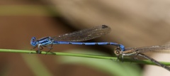 Argia pima