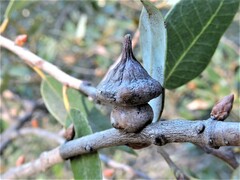 Heteroecus sanctaeclarae