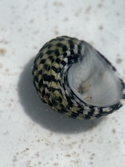 Nerita tessellata