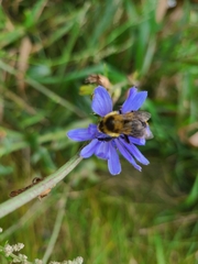 Bombus impatiens