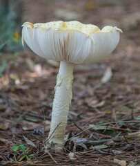 Amanita persicina
