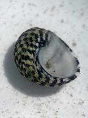 Nerita tessellata