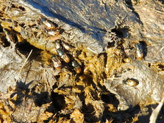 Chilothorax distinctus
