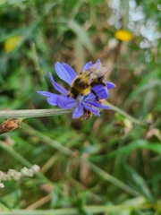 Bombus impatiens