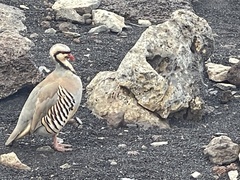 Alectoris chukar