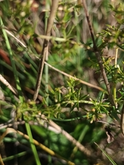 Galium verum