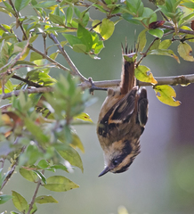 Aphrastura spinicauda fulva
