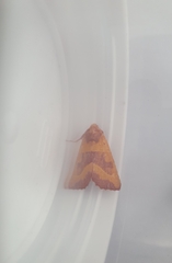 Atethmia centrago