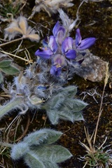 Lupinus lepidus