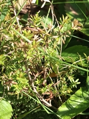 Galium verum
