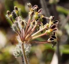 Pelargonium lobatum