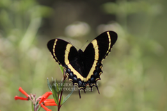 Papilio garamas garamas