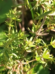 Galium verum