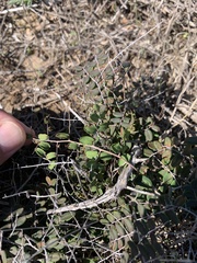 Pellaea andromedifolia