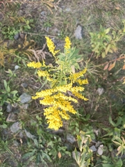 Solidago canadensis