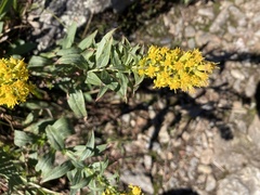 Solidago simplex