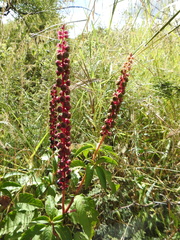 Phytolacca icosandra