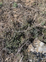 Pellaea andromedifolia