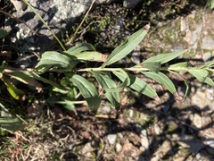 Solidago simplex