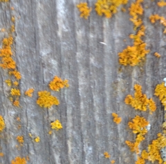 Xanthorioideae