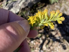 Solidago simplex