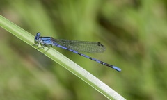 Argia carlcooki