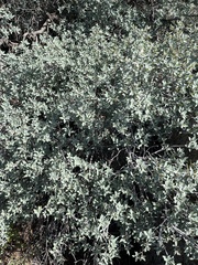Quercus grisea