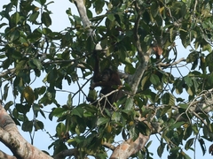 Pongo pygmaeus morio