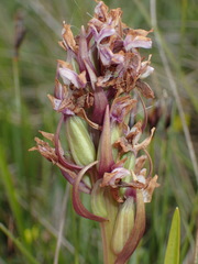 Dactylorhiza incarnata