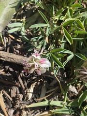 Trifolium dasyphyllum