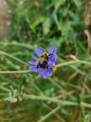Bombus impatiens