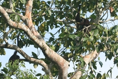 Pongo pygmaeus morio