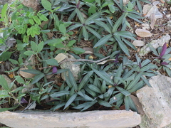 Tradescantia spathacea