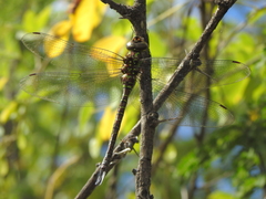 Rhionaeschna psilus