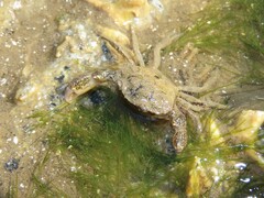 Rhithropanopeus harrisii