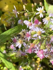 Eristalis anthophorina