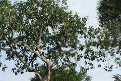 Pongo pygmaeus morio